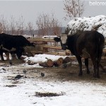 Фермер Виталий Серёгин