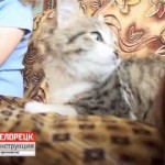 Лечение кошками. Кошкотерапия. Белорецк: инструкция по применению.