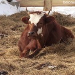 Новая ферма в Азнагулово