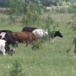 Житель Магнитогорска обвиняется в краже крупнорогатого скота
