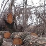 В Белорецке задержали подозреваемого в незаконной рубке леса