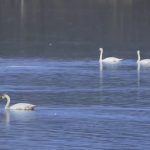 На озеро Узункуль прилетели лебеди