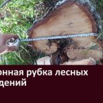 Белоречанин подозревается в незаконной рубке лесных насаждений