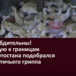 Будьте бдительны! Вплотную к границам Башкортостана подобрался вирус птичьего гриппа