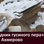 «Праздник гусиного пера» в селе Ахмерово