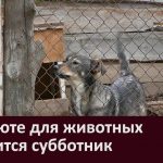 В приюте для животных состоится субботник