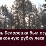 Житель Белорецка был осужден за незаконную рубку леса