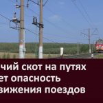 Бродячий скот на путях создает опасность для движения поездов