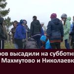 50 кедров высадили на субботнике в сёлах Махмутово и Николаевка