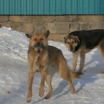 В Белорецке прошел очередной рейд по отлову безнадзорных собак