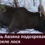 Житель Авзяна подозревается в отстреле лося