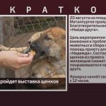 В Белорецке пройдет выставка щенков из приюта.mp4_snapshot_00.01_[2022.08.18_08.53.15]