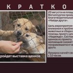 В Белорецке пройдет выставка щенков из приюта.mp4_snapshot_00.04_[2022.08.13_09.26.48]