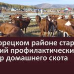 В Белорецком районе стартовал осенний профилактический осмотр домашнего скота.mp4_snapshot_00.03_[2022.09.21_09.14.50]