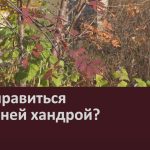 Как справиться с осенней хандрой.mp4_snapshot_00.02_[2022.10.27_09.18.30]