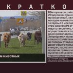 ДТП с участием животных.mp4_snapshot_00.01_[2023.07.22_09.10.59]