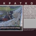 В Белорецком районе бык попал в беду.mp4_snapshot_00.01_[2024.04.27_08.52.50]