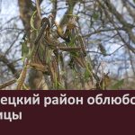 Белорецкий район облюбовали гусеницы.mp4_snapshot_00.03_[2024.06.01_09.22.15]