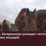 Житель с. Кагарманово разводит чистокровных башкирских лошадей.mp4_snapshot_00.03_[2024.08.14_09.21.31]
