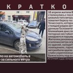 Дерево рухнуло на автомобиль в Белорецке из-за сильного ветра.mp4_snapshot_00.02_[2025.04.17_09.26.38]