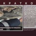 Спасатели вытащили кошку из ловушки под автомобилем.mp4_snapshot_00.01_[2025.04.19_09.15.14]