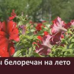 Планы белоречан на лето.mp4_snapshot_00.02_[2025.06.05_08.45.03]