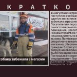 Агрессивная собака забежала в магазин в Белорецке.mp4_snapshot_00.01_[2025.08.15_08.53.13]