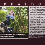 Белорецкие спасатели провели необычную операцию по спасению коровы.mp4_snapshot_00.01_[2025.08.13_09.16.39]