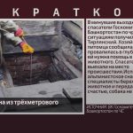 Собака спасена из трёхметрового погреба.mp4_snapshot_00.01_[2025.08.12_09.05.08]