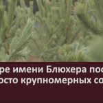 В сквере имени Блюхера посадили девяносто крупномерных сосен.mp4_snapshot_00.02_[2025.10.21_08.45.48]