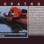 Тонкий лед опасен не только для людей, но и для животных.mp4_snapshot_00.01_[2025.11.15_09.09.07]