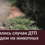 Участились случаи ДТП с наездом на животных.mp4_snapshot_00.00_[2025.12.06_08.53.23]