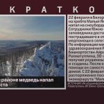 В Белорецком районе медведь напал на сноубордиста.mp4_snapshot_00.00_[2026.02.25_09.33.20]