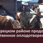 В Белорецком районе продолжается искусственное оплодотворение КРС.mp4_snapshot_00.04_[2026.03.25_11.12.11]