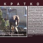 18 апреля в Белорецке пройдёт этап республиканского проекта «Зелёная Башкирия».mp4_snapshot_00.01_[2026.04.18_08.44.12]