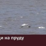 Лебеди на пруду.mp4_snapshot_00.02_[2026.04.18_08.47.05]