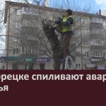 В Белорецке спиливают аварийные деревья.mp4_snapshot_00.00_[2026.04.08_09.30.53]