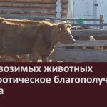 Учёт ввозимых животных — эпизоотическое благополучие района.mp4_snapshot_00.00_[2026.05.14_09.15.52]