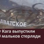 В реку Кага выпустили 10 000 мальков стерляди.mp4_snapshot_00.02_[2026.08.11_08.39.20]