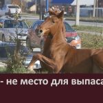 Город — не место для выпаса скота.mp4_snapshot_00.03_[2026.10.15_09.00.04]