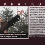 Первые новогодние деревья из Белорецкого района отправились покупателям.mp4_snapshot_00.01_[2026.10.15_08.57.26]
