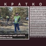В Инзерском лесничестве идёт работа по восстановлению лесов.mp4_snapshot_00.01_[2026.10.22_08.47.48]